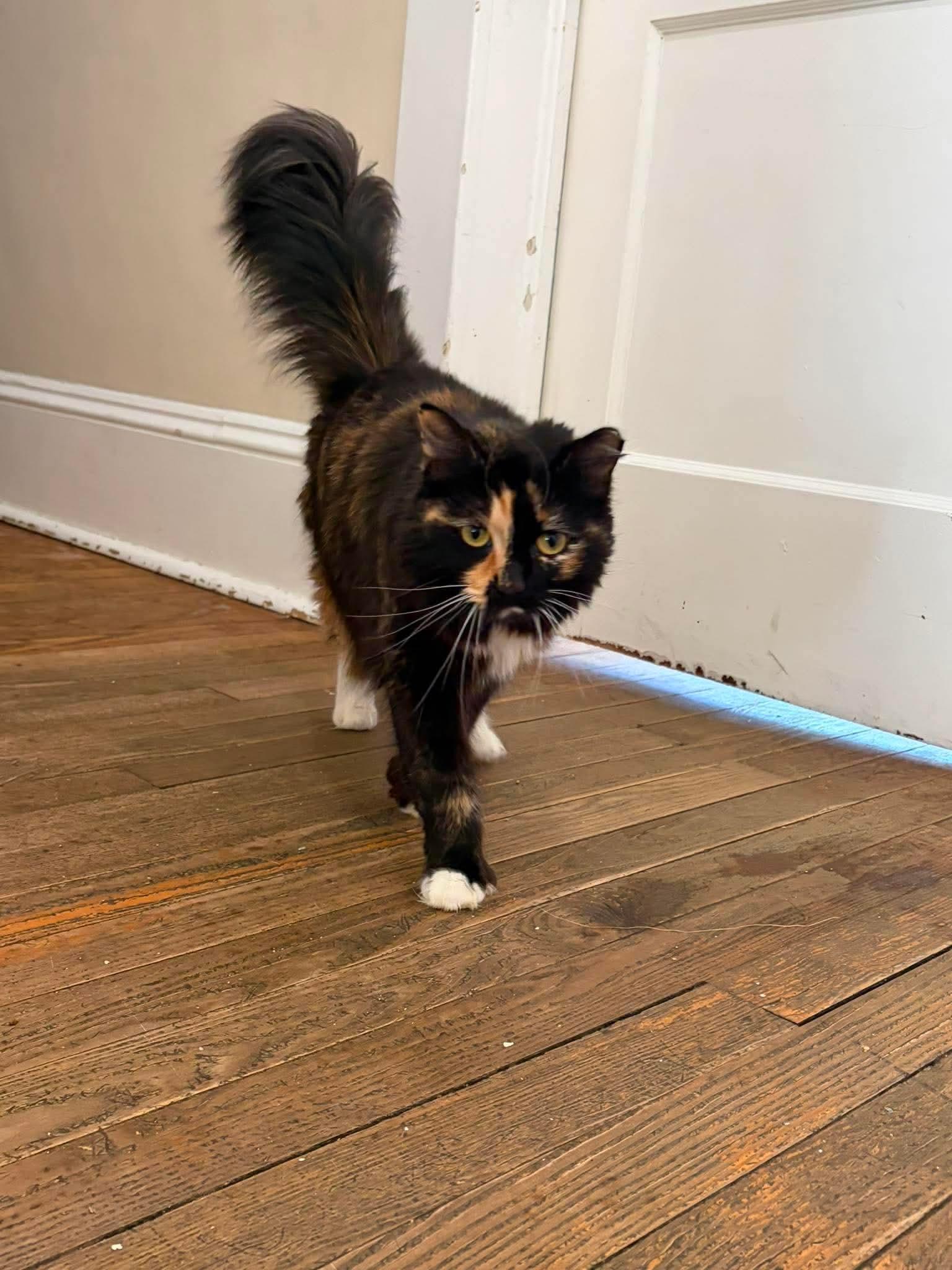 Enlarge Skyla, a ADOPTABLE Domestic Long Hair in Berkeley Springs, WV image 3/6