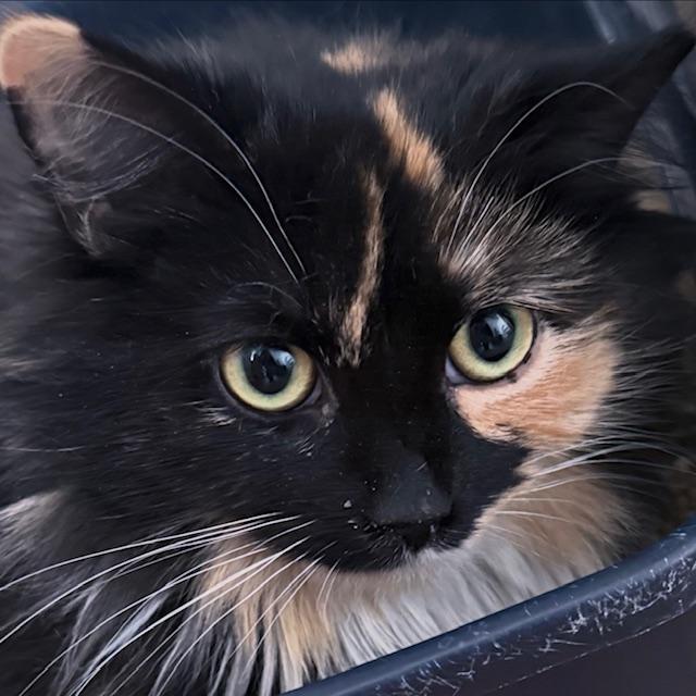 Enlarge Skyla, a ADOPTABLE Domestic Long Hair in Berkeley Springs, WV image 3/3