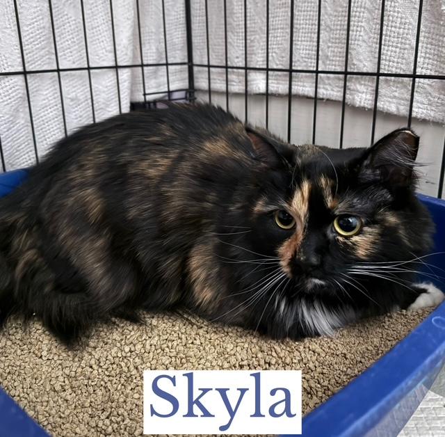 Skyla, ADOPTABLE, Adult Female Domestic Long Hair.