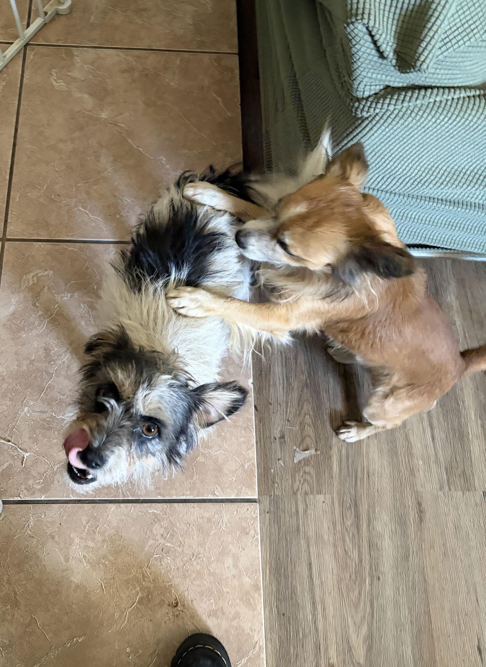 BOBA, Adopted, Adult Female Terrier.