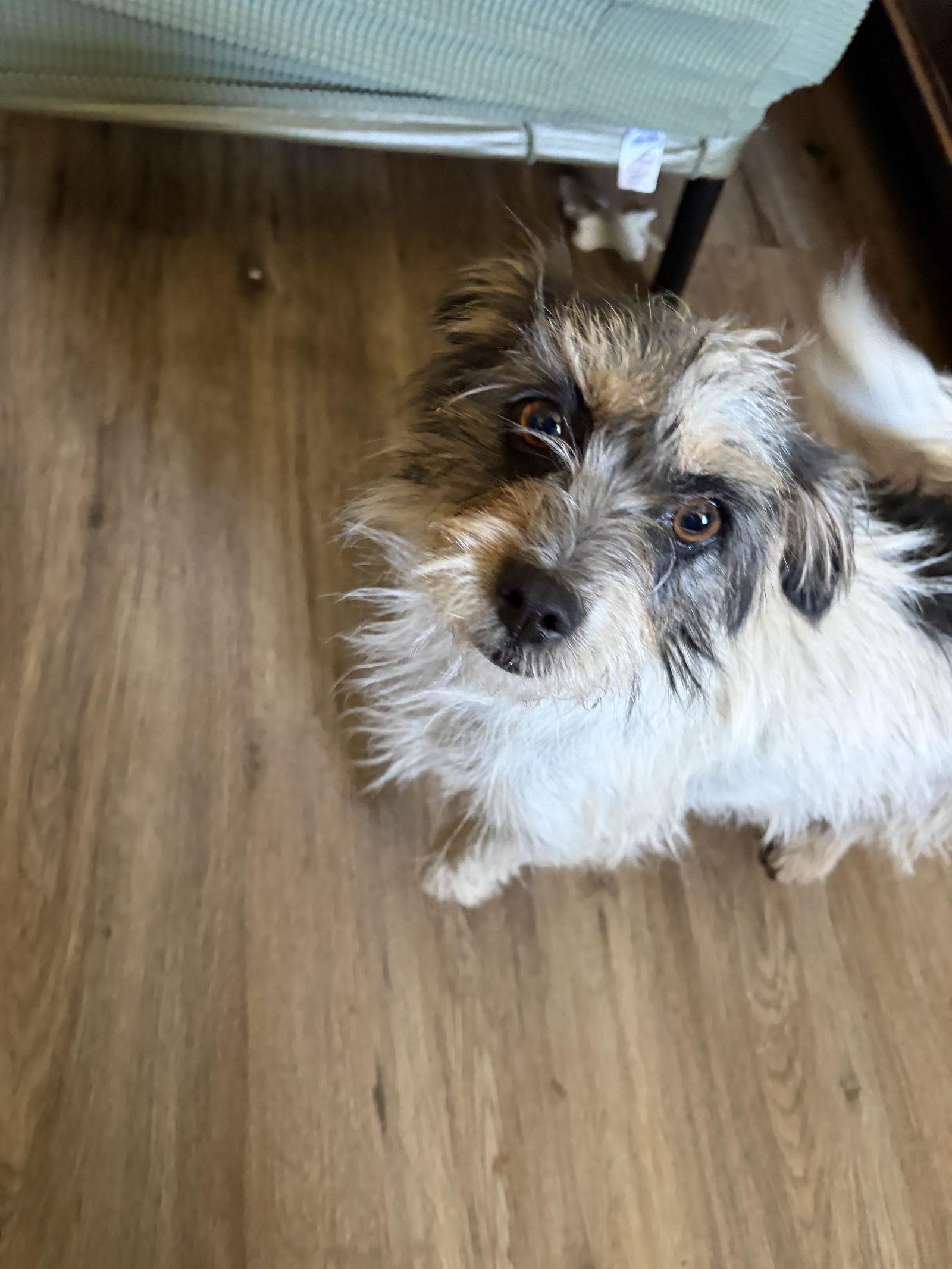 BOBA, a Adopted Terrier in Chandler, AZ image 2/3