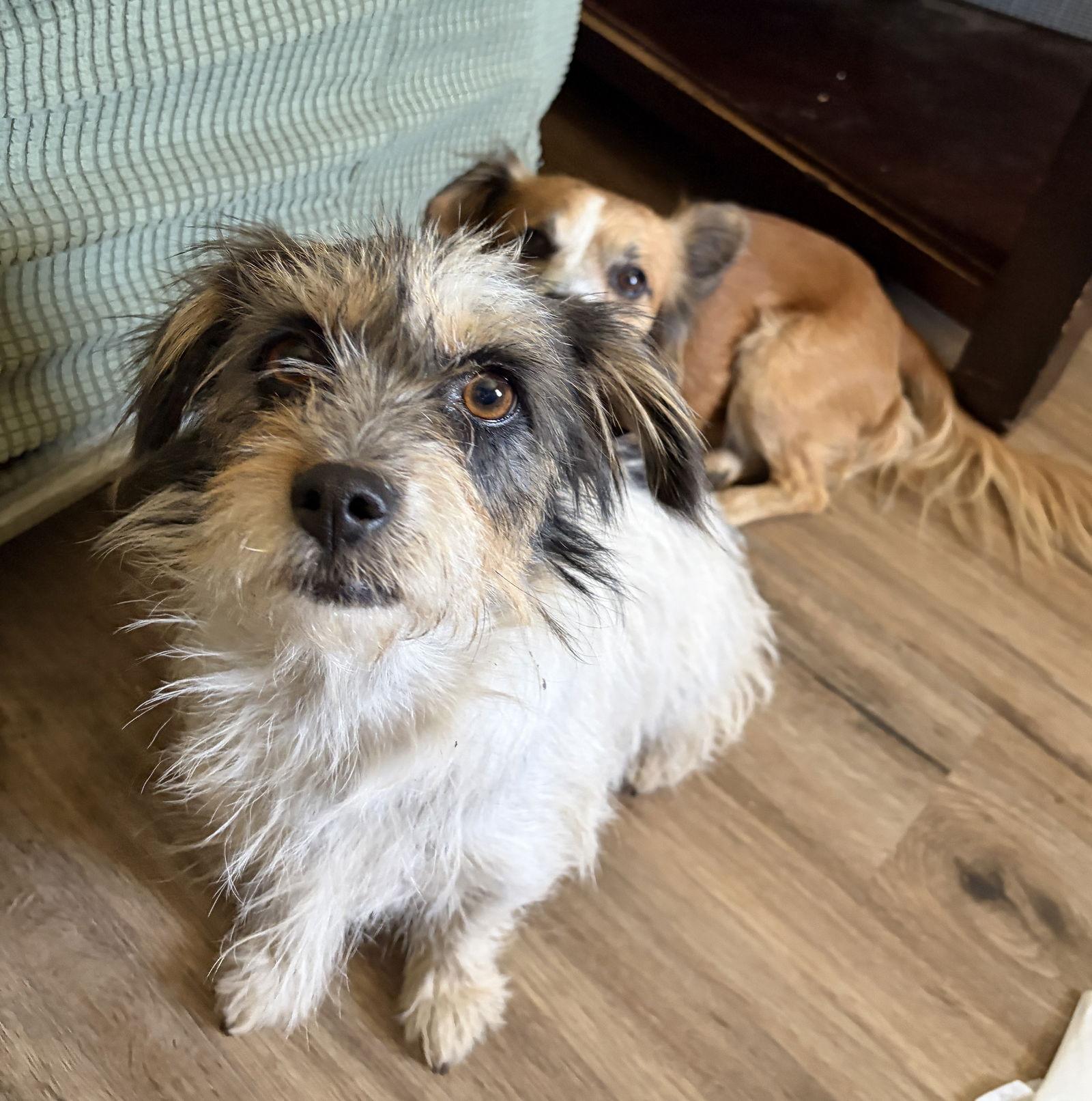BOBA, a Adopted Terrier in Chandler, AZ image 3/3