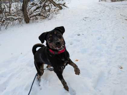 Enlarge Sapphire, a Adoptable mixed breed in Boulder, CO image 1/3