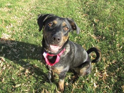 Enlarge Sapphire, a Adoptable mixed breed in Boulder, CO image 2/3