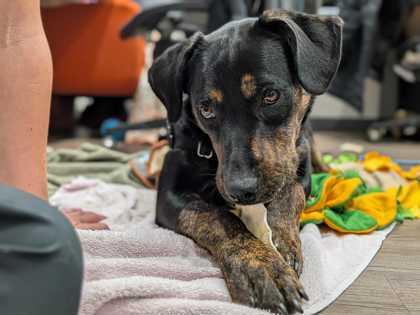 Enlarge Sapphire, a Adoptable mixed breed in Boulder, CO image 3/3