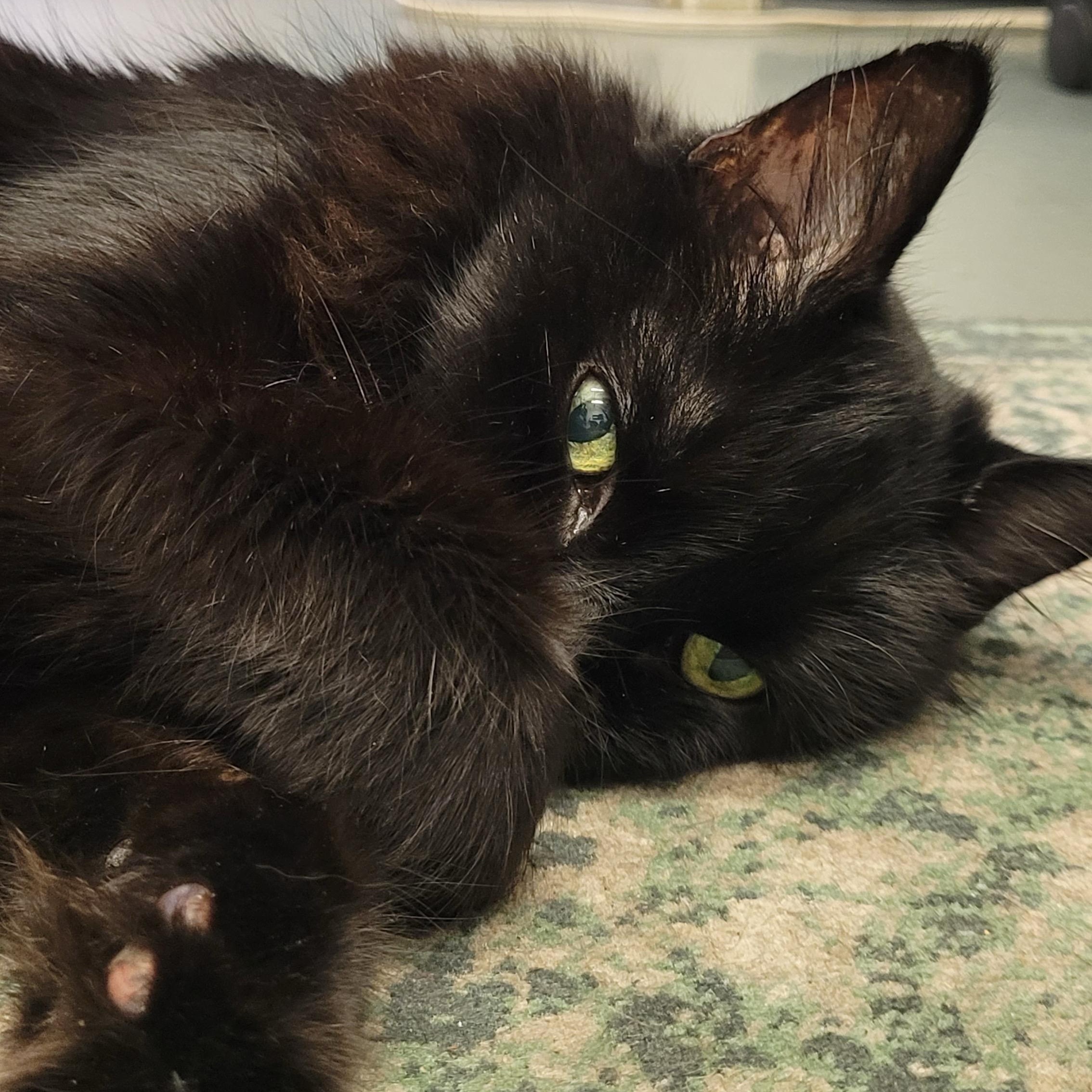 FeFe (bonded to David) photo 2