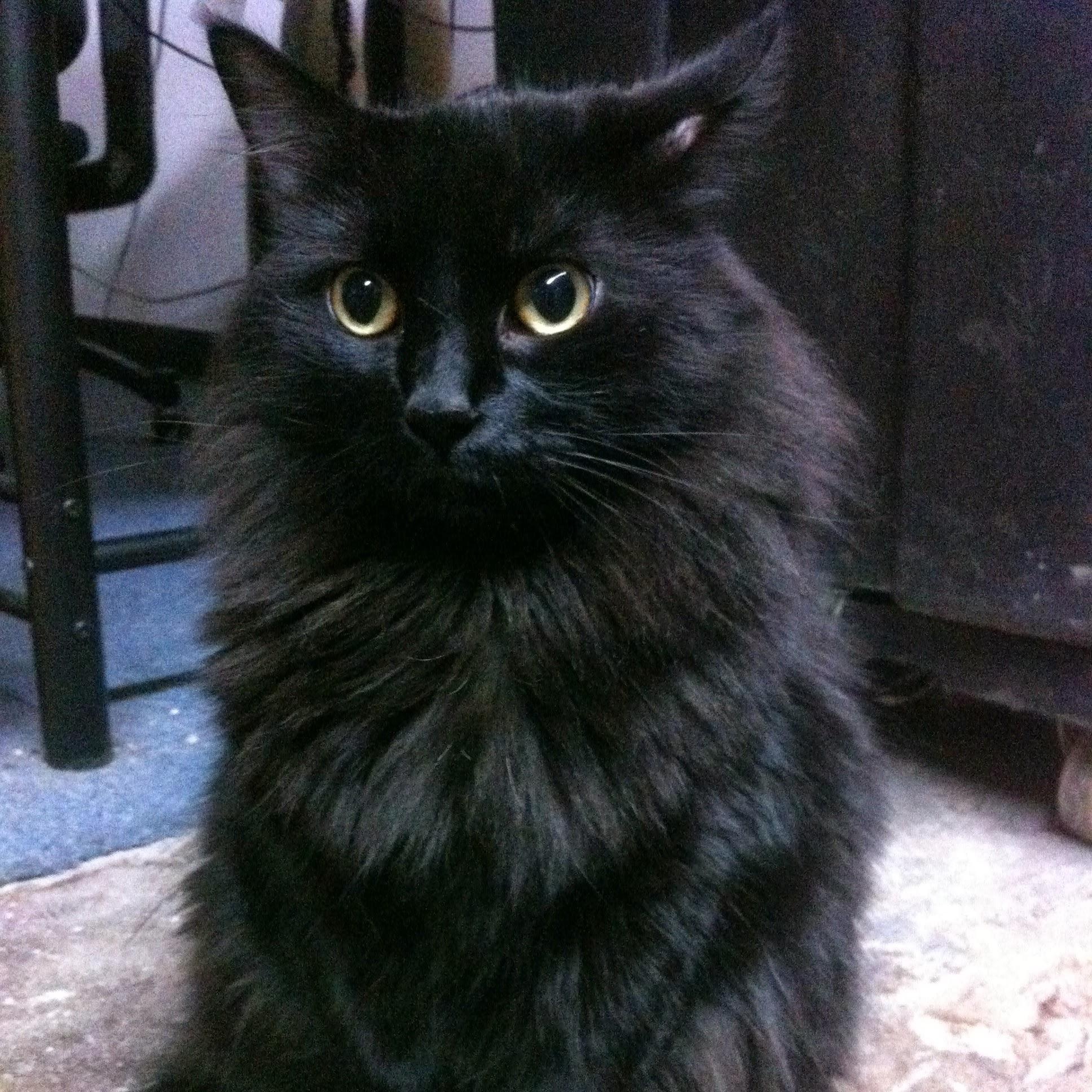 FeFe (bonded to David), Senior Female Domestic Medium Hair
