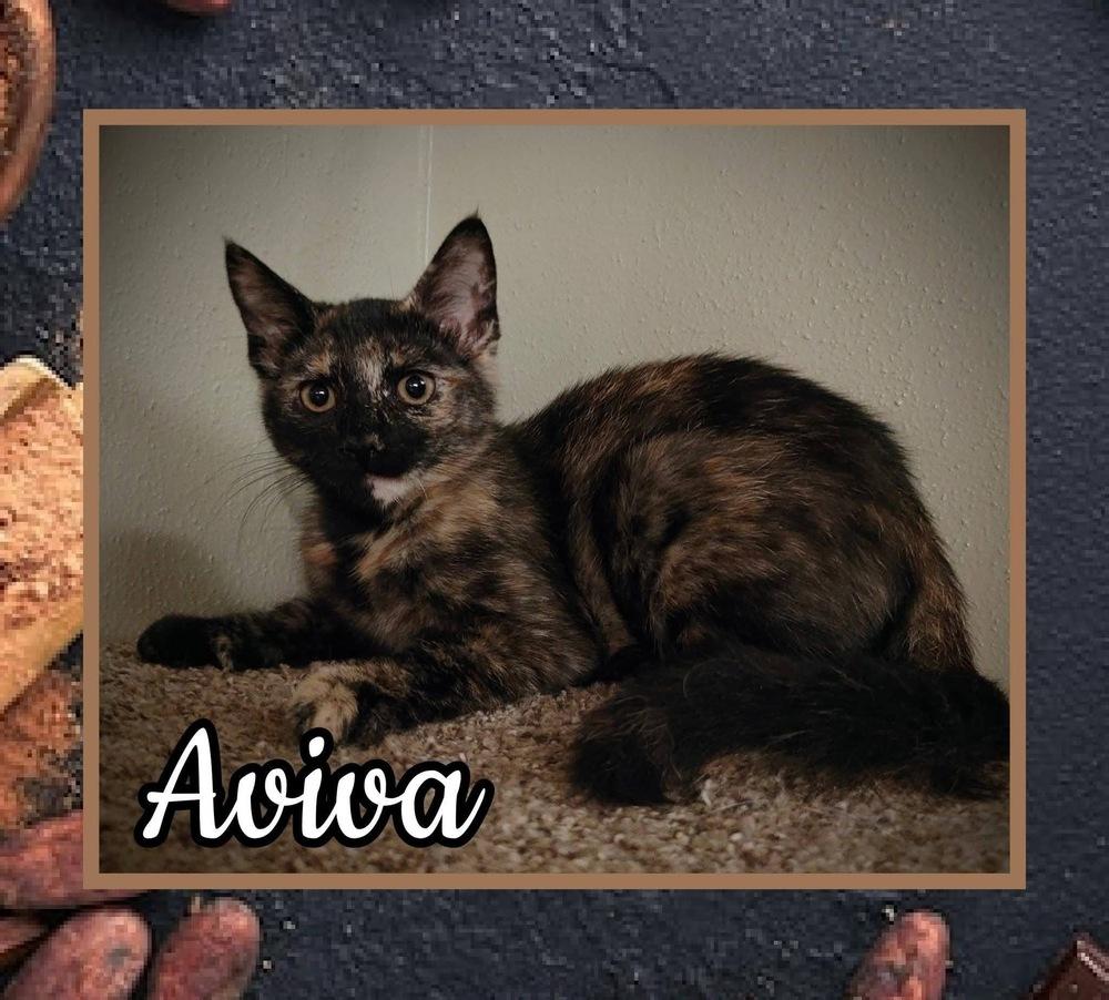Aviva, Adoptable, Adult Female Domestic Short Hair.