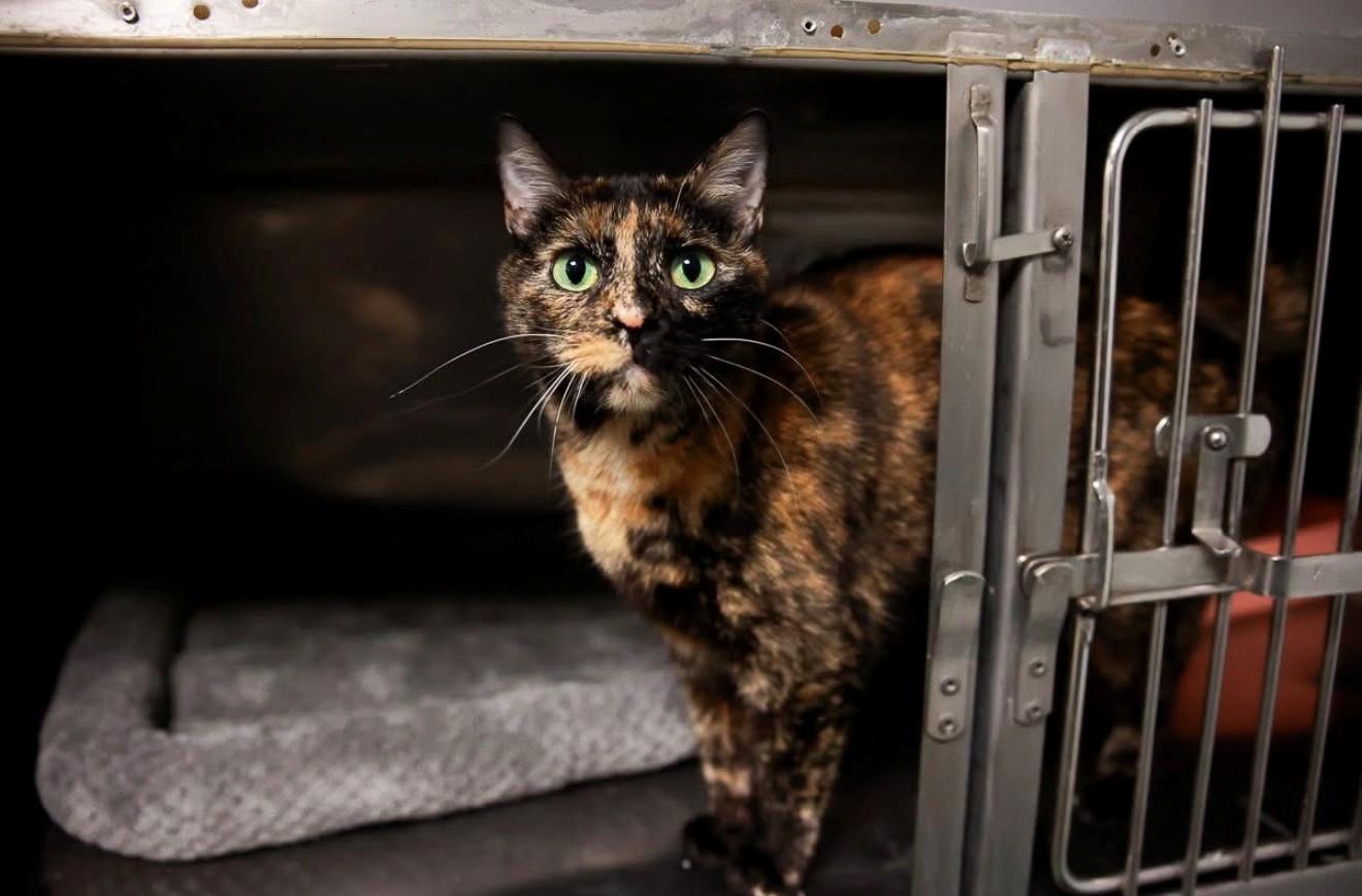 Enlarge Kitty, a ADOPTABLE Domestic Short Hair in Loogootee, IN image 1/1