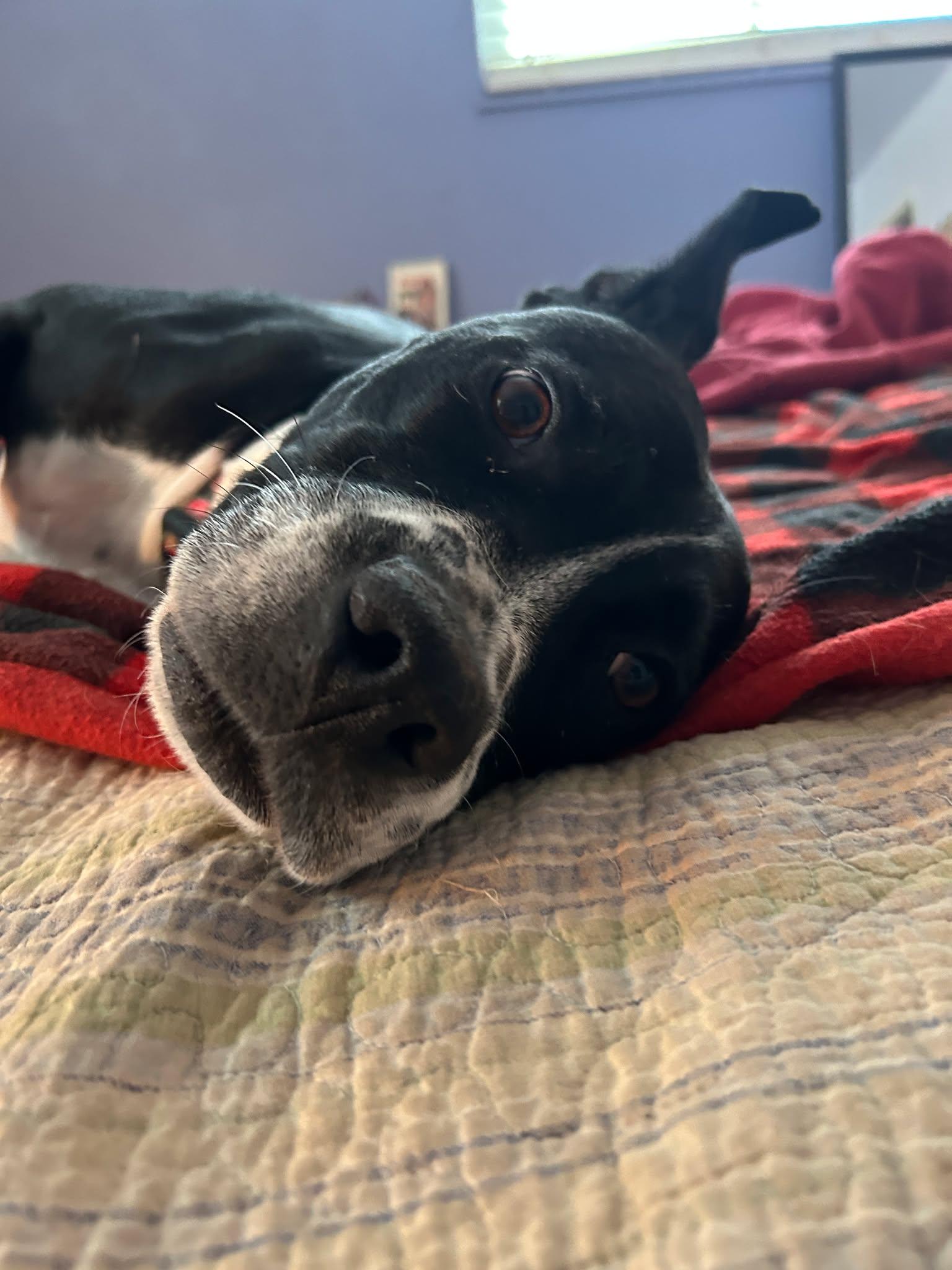 Dori CO, Adoptable, Adult Female Boxer & Labrador Retriever.