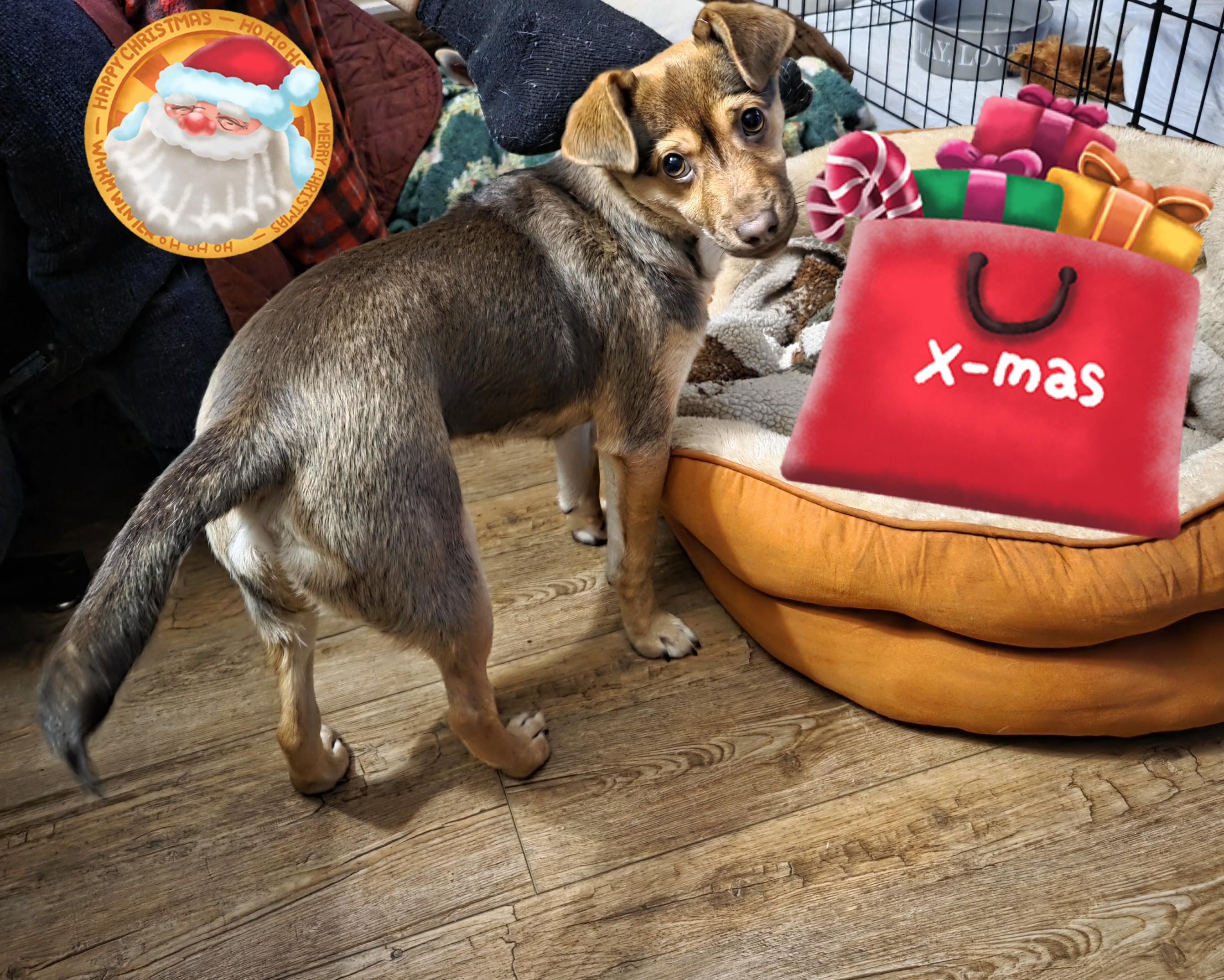 Enlarge Buddy, an adopted mixed breed in Oakdale, CA image 2/2