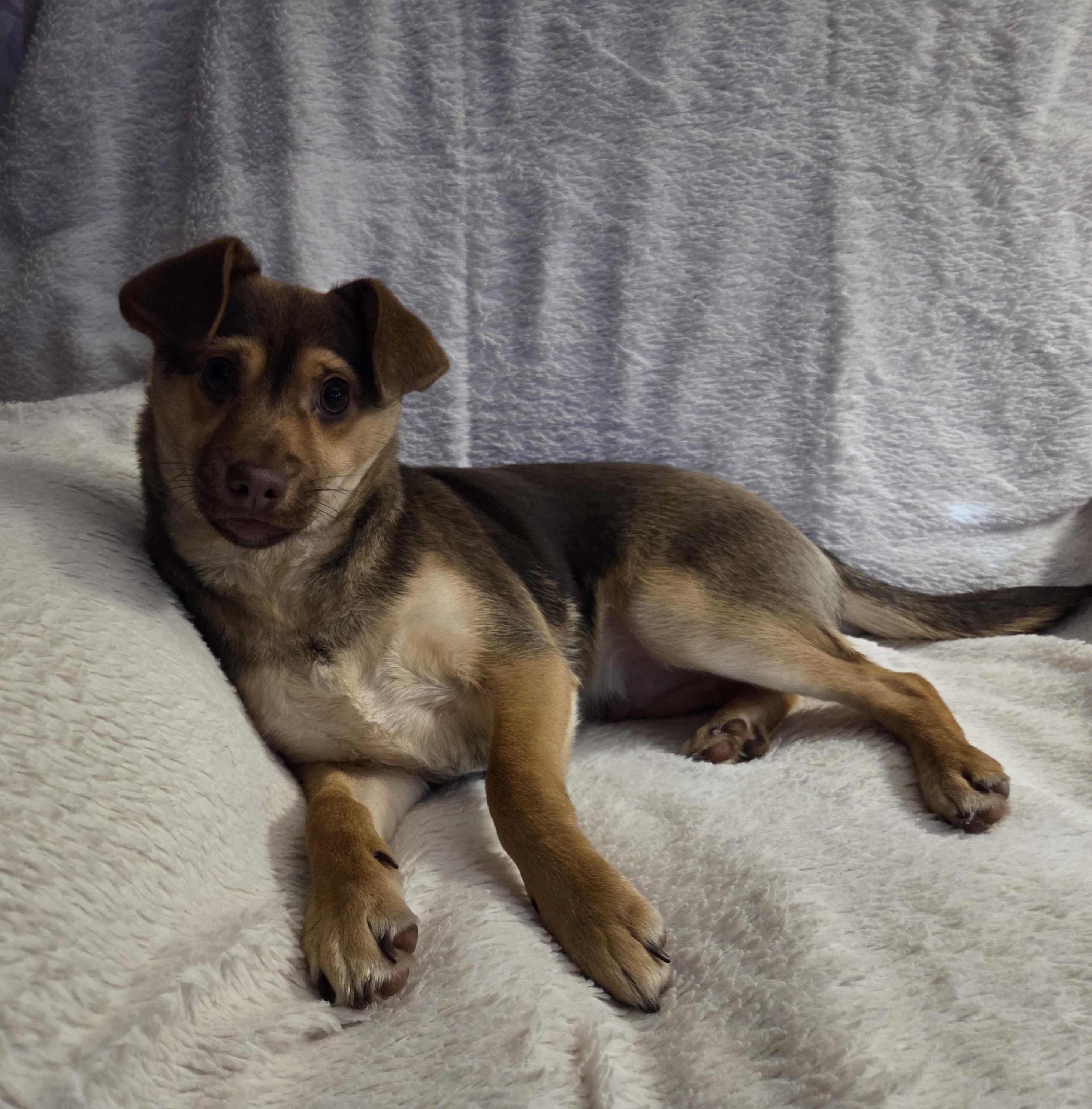 Enlarge Buddy, an adopted mixed breed in Oakdale, CA image 1/2