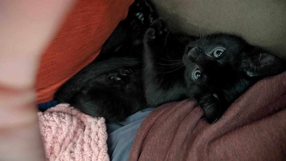 Enlarge Bizcochito, a Adoptable Domestic Short Hair in Topeka, KS image 1/3