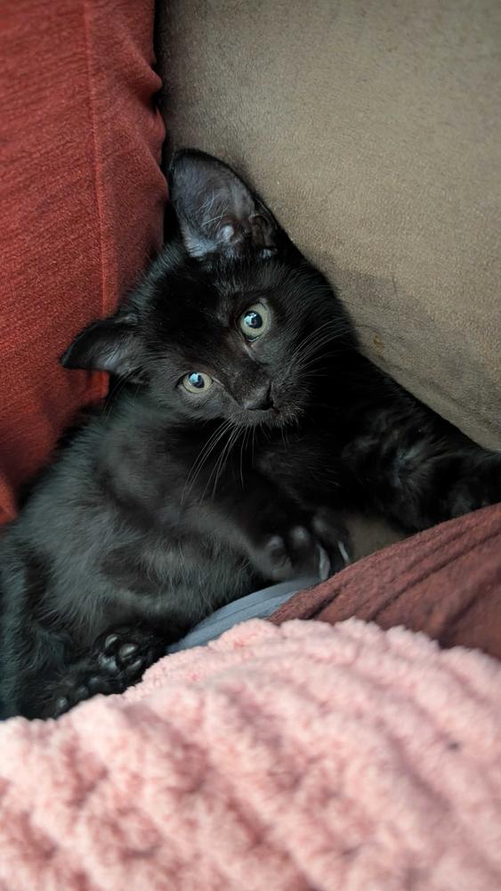 Enlarge Bizcochito, a Adoptable Domestic Short Hair in Topeka, KS image 2/3