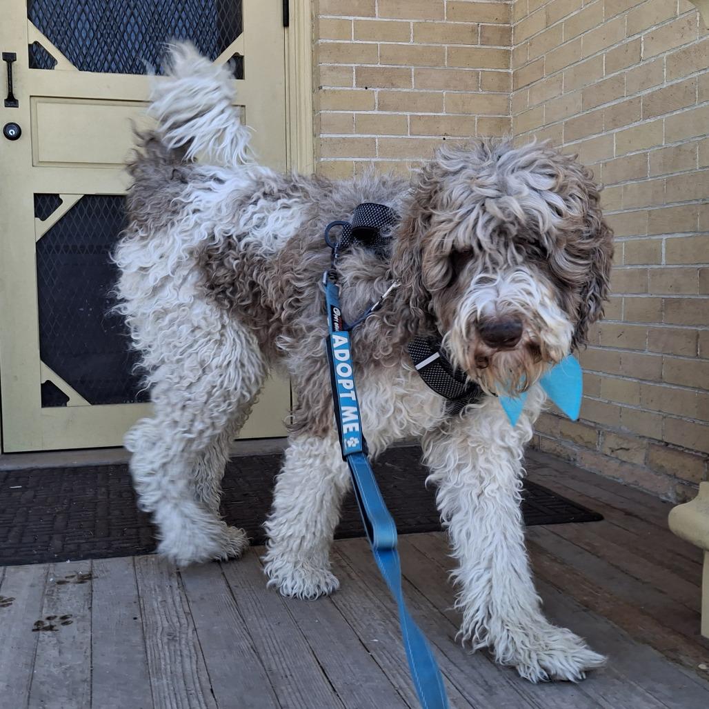 Alfie, Adoptable, Adult Male Sheep Dog & Standard Poodle.