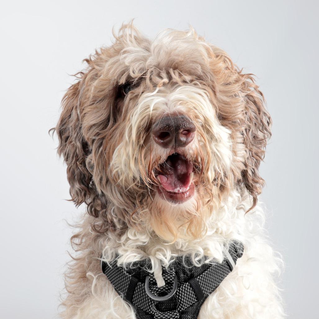 Enlarge Alfie, a Adoptable mixed breed in Murray, UT image 1/2