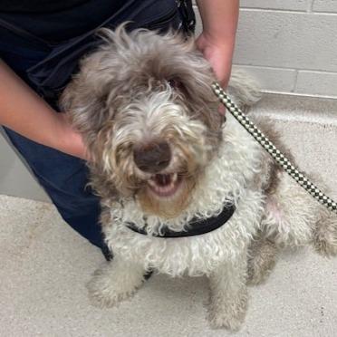 Enlarge Alfie, a Adoptable mixed breed in Murray, UT image 2/2