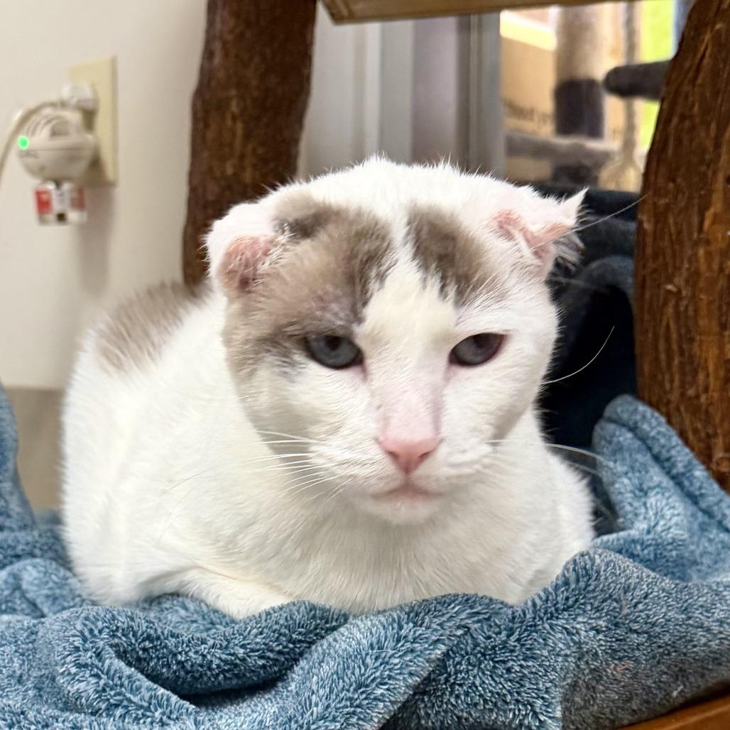 Karmel, Adoptable, Senior Male Domestic Short Hair.