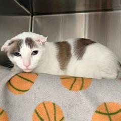 Enlarge Karmel, a Adoptable Domestic Short Hair in Las Vegas, NV image 2/2