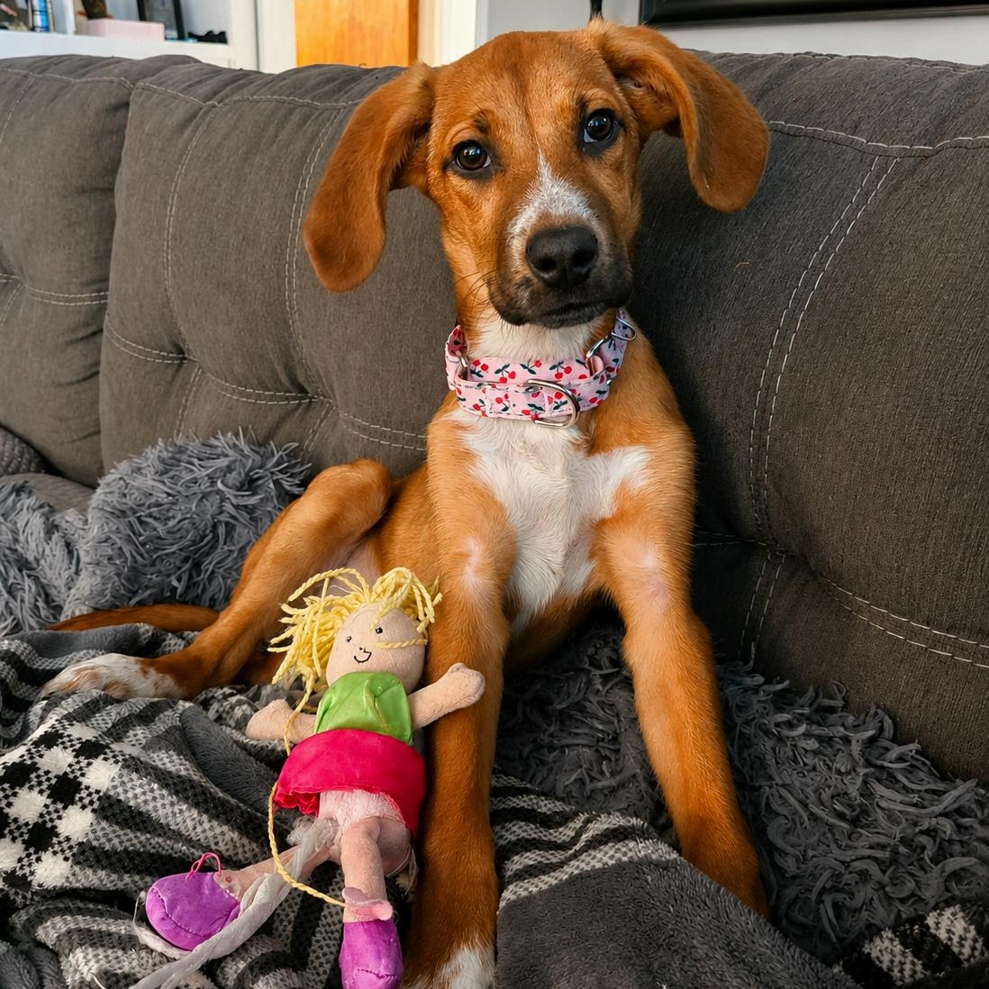 Fritter, ADOPTABLE, Puppy Female Hound.