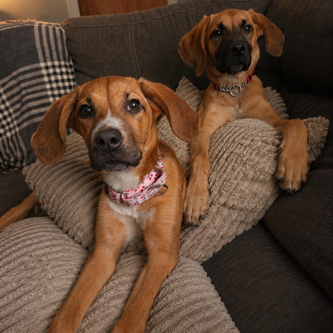Fritter, a ADOPTABLE mixed breed in Shinnston, WV image 5/6