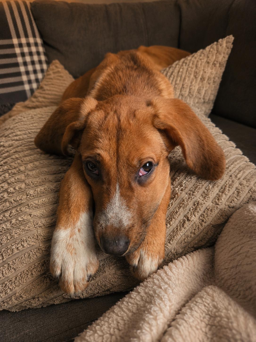 Fritter, a ADOPTABLE mixed breed in Shinnston, WV image 4/6