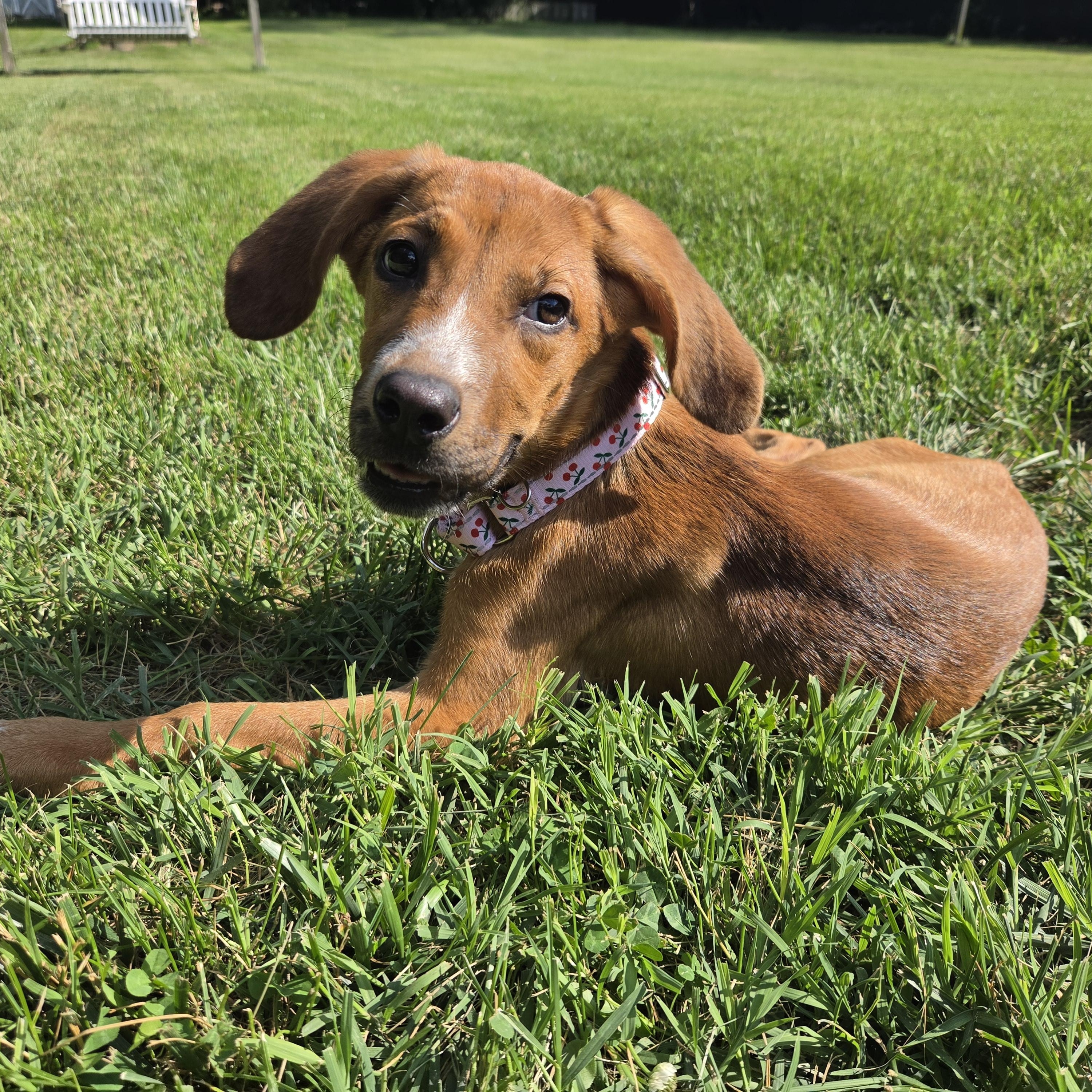 Fritter, a ADOPTABLE mixed breed in Shinnston, WV image 6/6