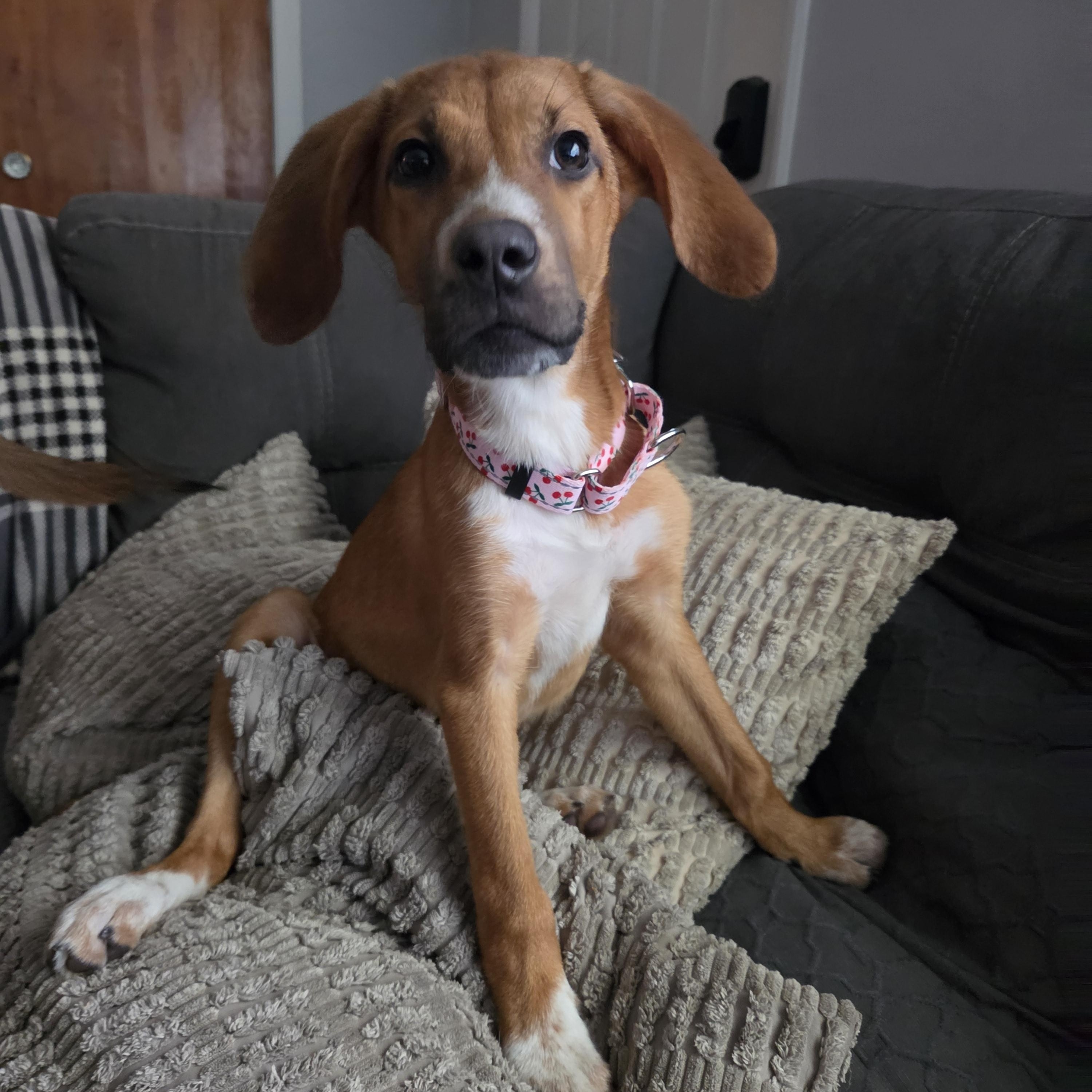Fritter, a ADOPTABLE mixed breed in Shinnston, WV image 2/6