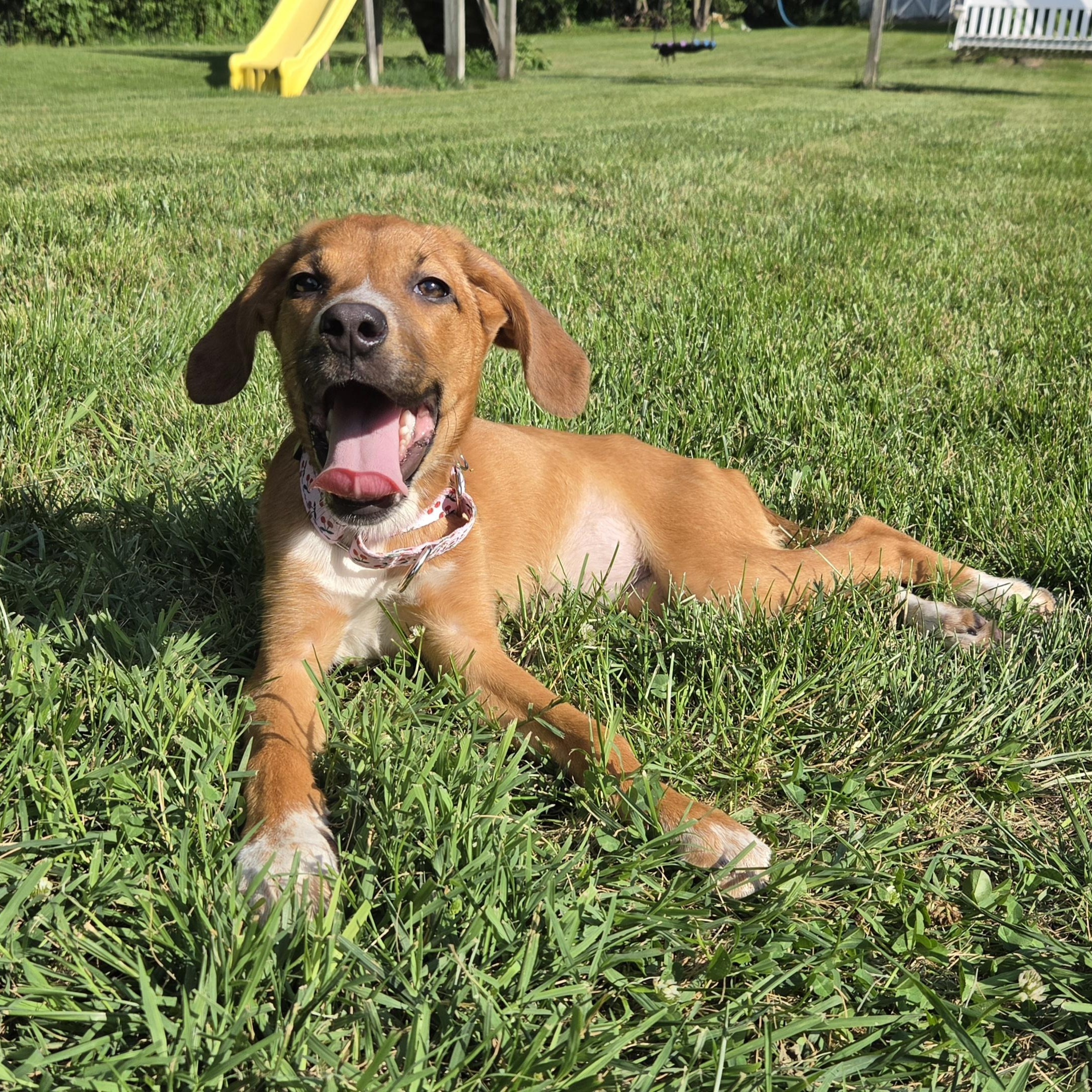 Fritter, a ADOPTABLE mixed breed in Shinnston, WV image 3/6