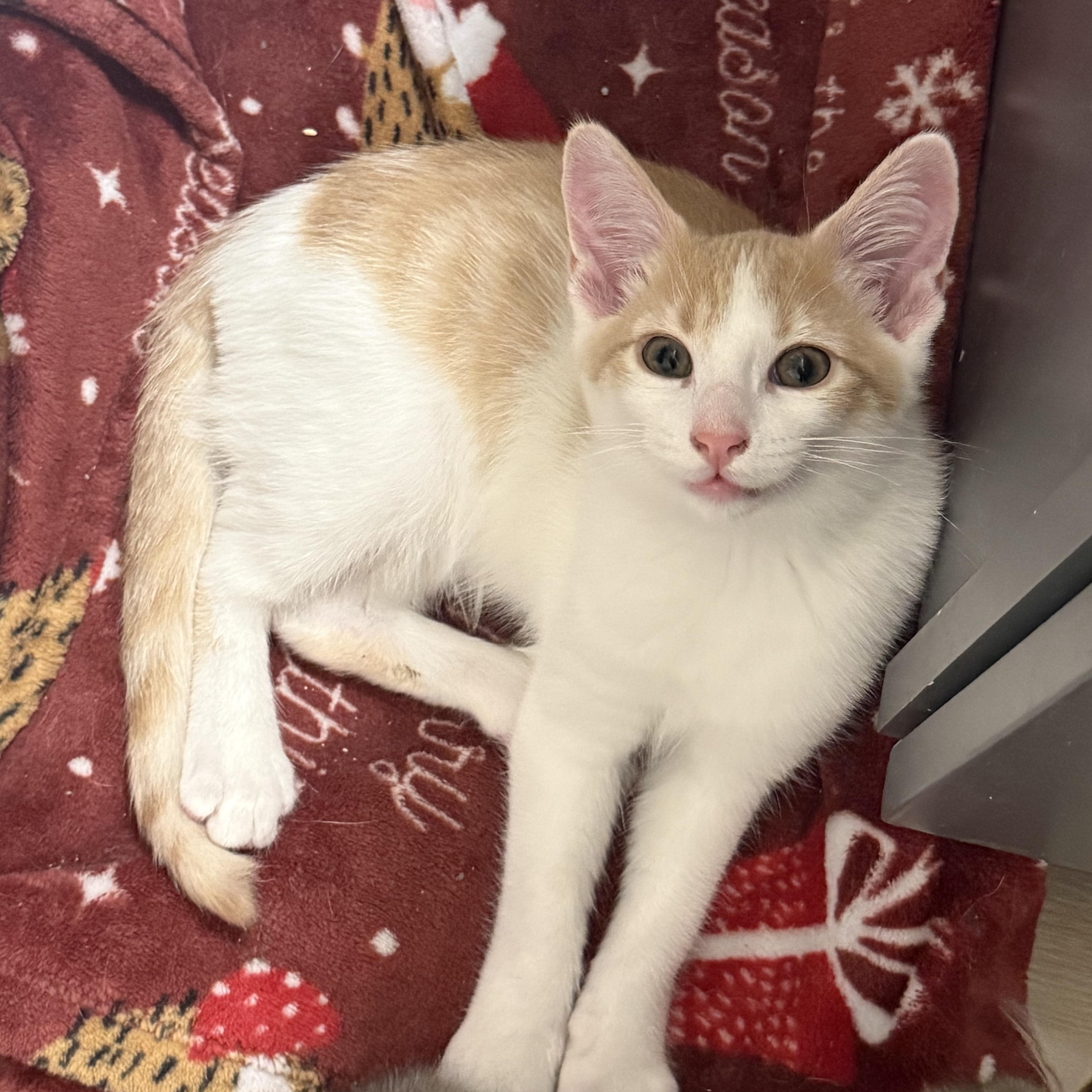 Gunnar, adopted, Kitten Male Domestic Short Hair.