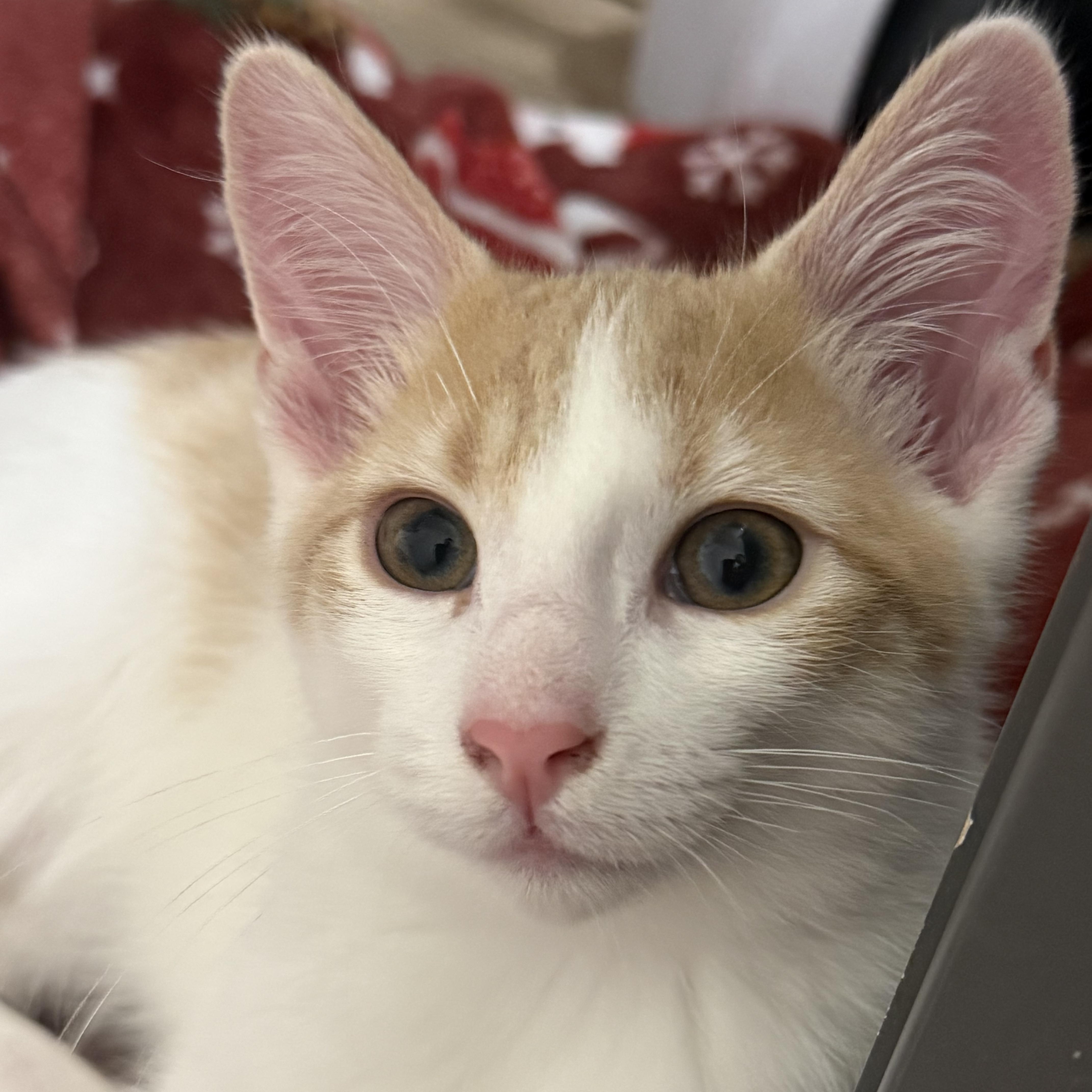 Gunnar, an adopted Domestic Short Hair in Sammamish, WA image 2/3