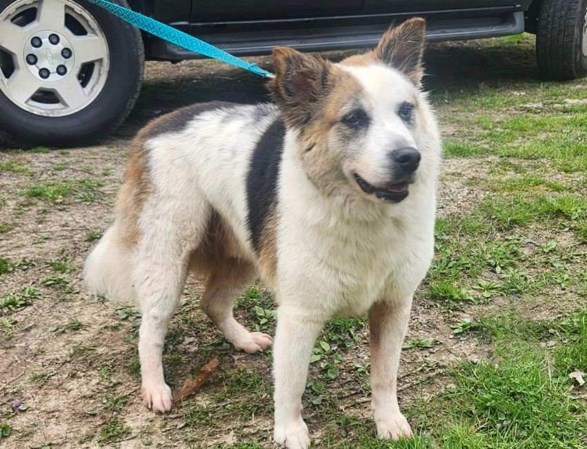 Ally, Senior Female Australian Shepherd