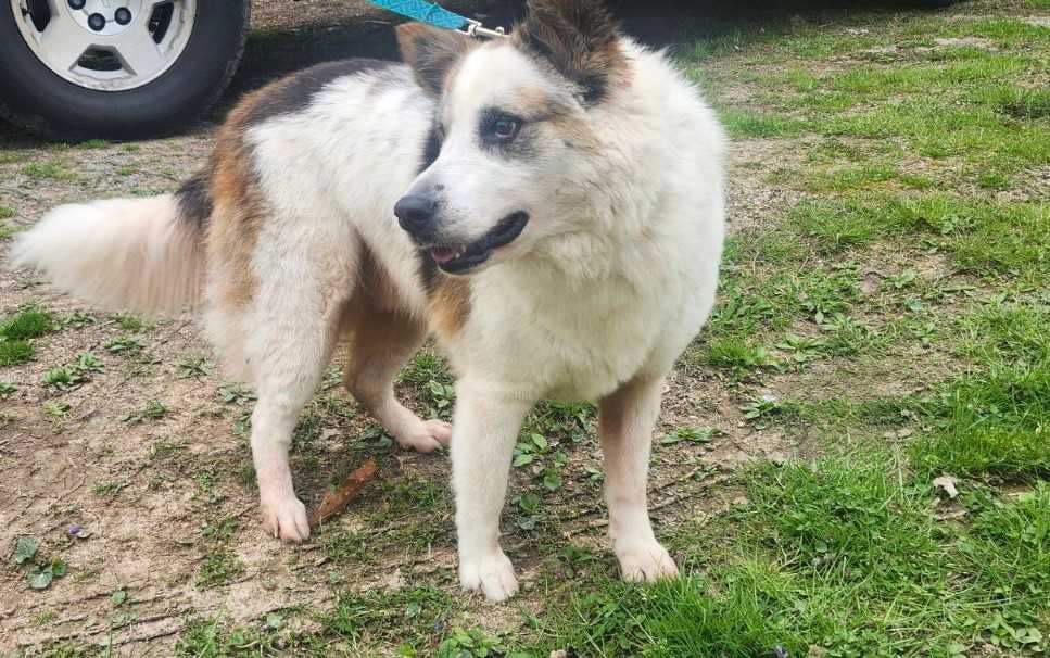 Ally, a Adoptable Australian Shepherd in Mount Juliet, TN image 2/4