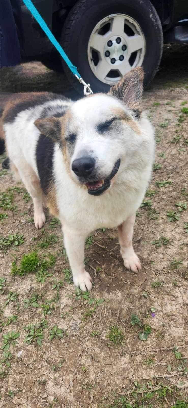 Ally, a Adoptable Australian Shepherd in Mount Juliet, TN image 3/4