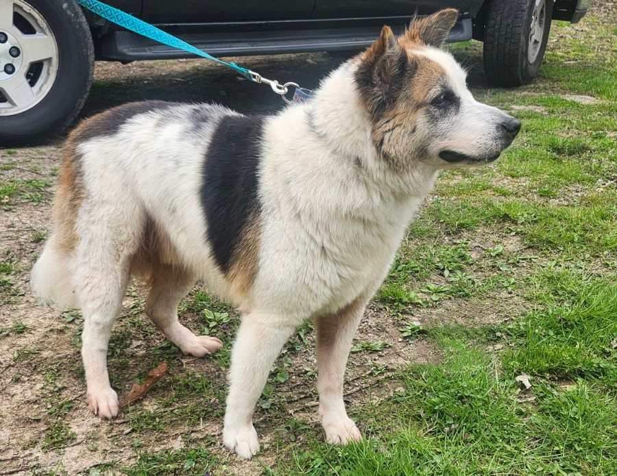 Ally, a Adoptable Australian Shepherd in Mount Juliet, TN image 4/4