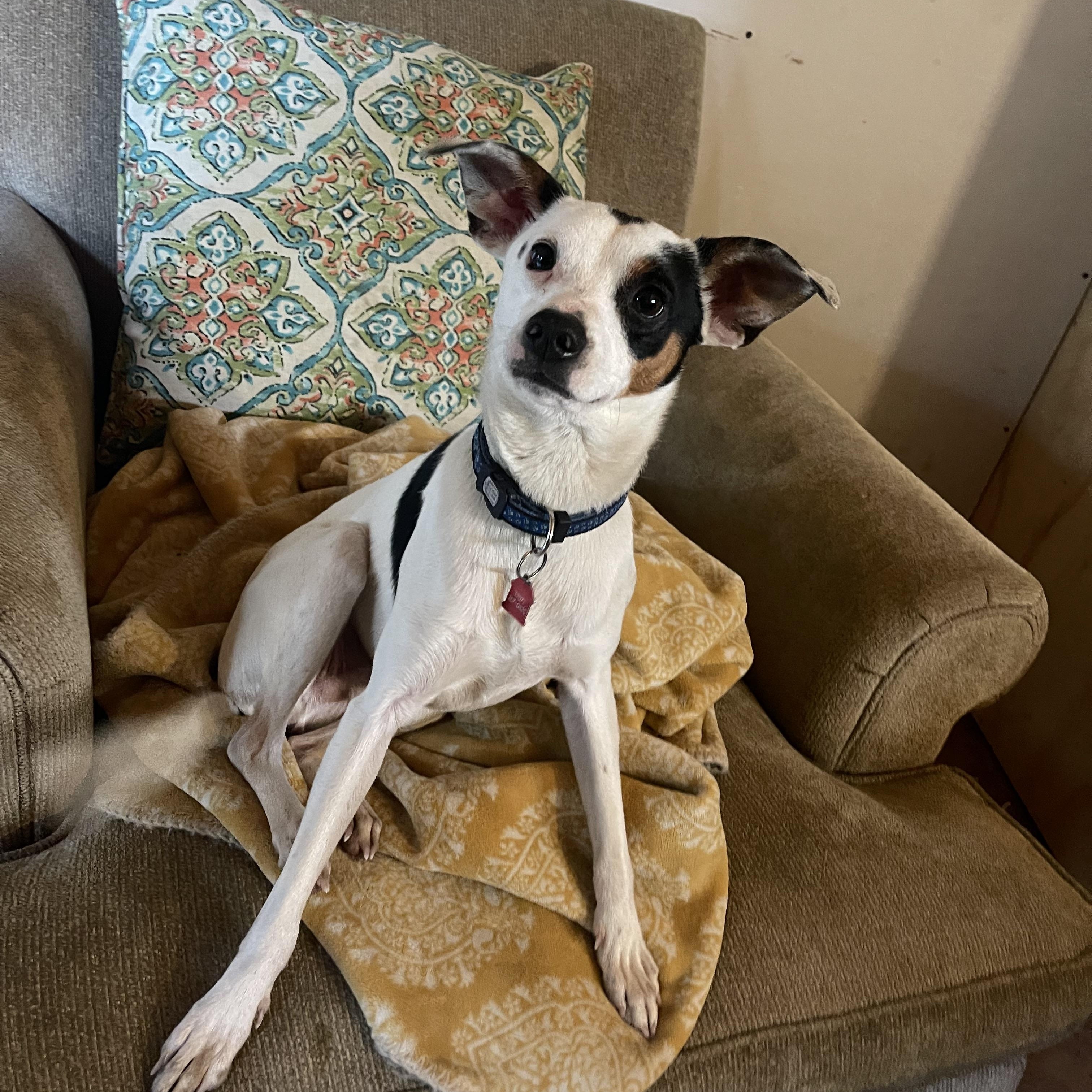 Squidly, an adoptable Whippet in Kneeland, CA, 95549 | Photo Image 1