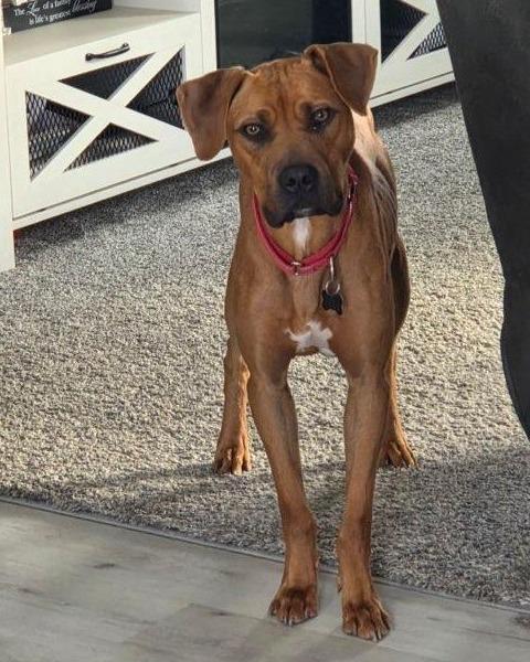 Enlarge Luke, a Adoptable mixed breed in Monticello, IA image 6/6