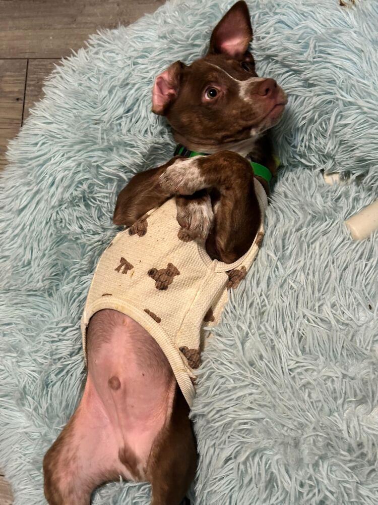 Spinach, Adoptable, Puppy Male Labrador Retriever.