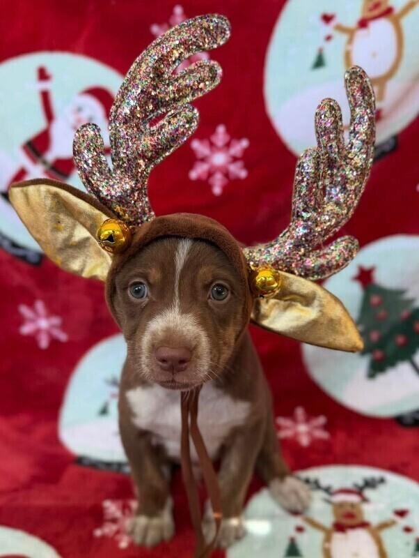 Enlarge Spinach, a Adoptable mixed breed in Silver Spring, MD image 1/1