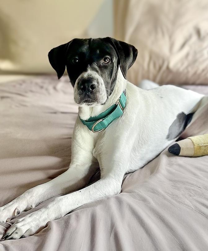 Enlarge Holstein, a Adoptable mixed breed in Jamul, CA image 1/4