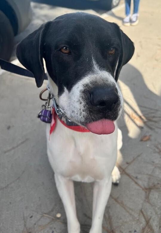Holstein, Adoptable, Adult Male English Pointer & Great Dane.