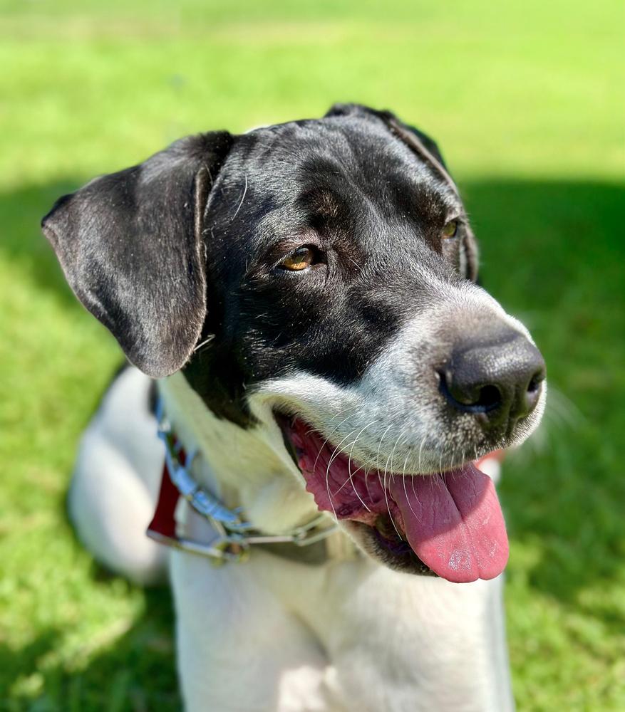 Enlarge Holstein, a Adoptable mixed breed in Jamul, CA image 3/4
