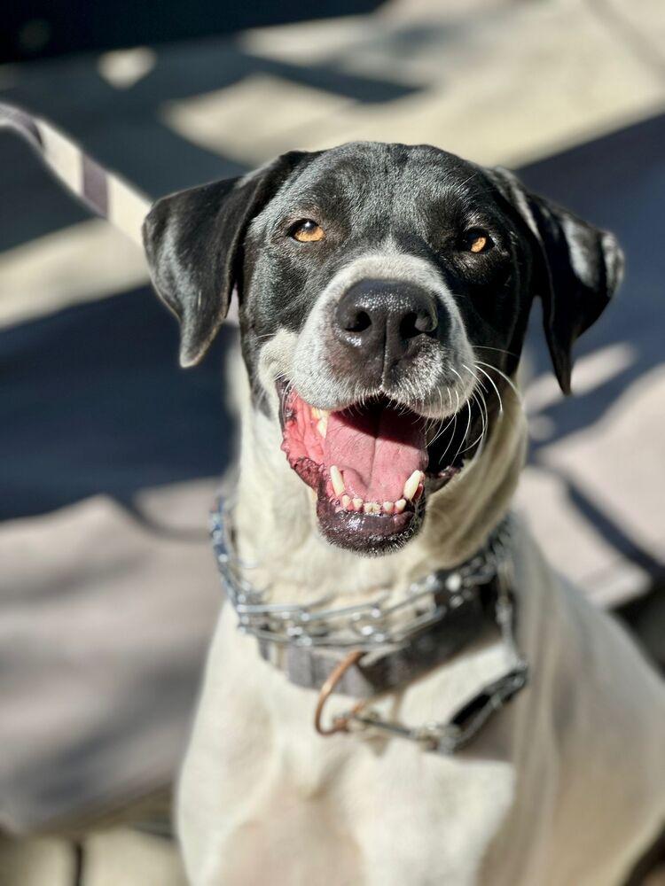 Enlarge Holstein, a Adoptable mixed breed in Jamul, CA image 2/6