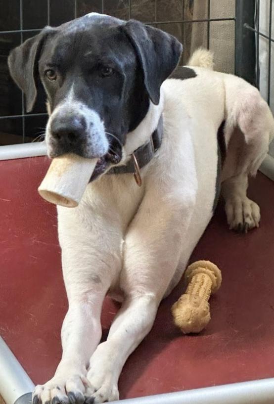 Enlarge Holstein, a Adoptable mixed breed in Jamul, CA image 3/6