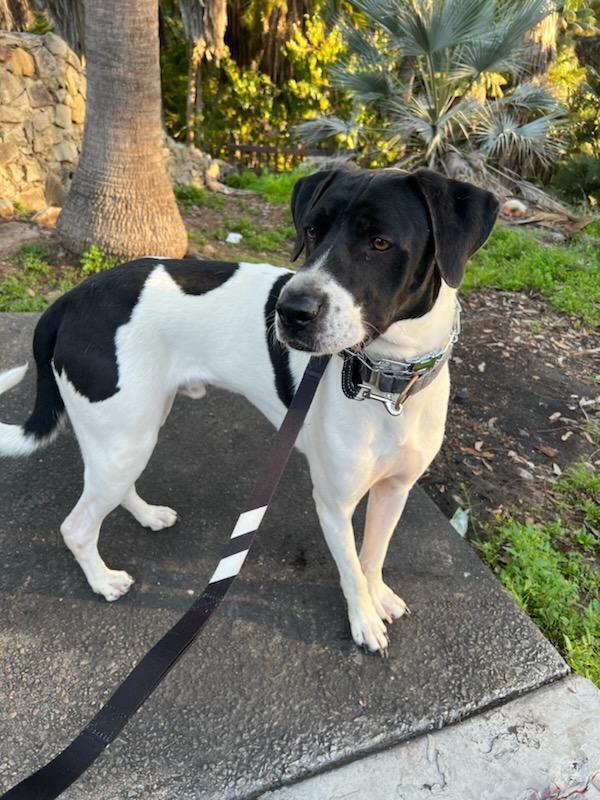 Enlarge Holstein, a Adoptable mixed breed in Jamul, CA image 4/6