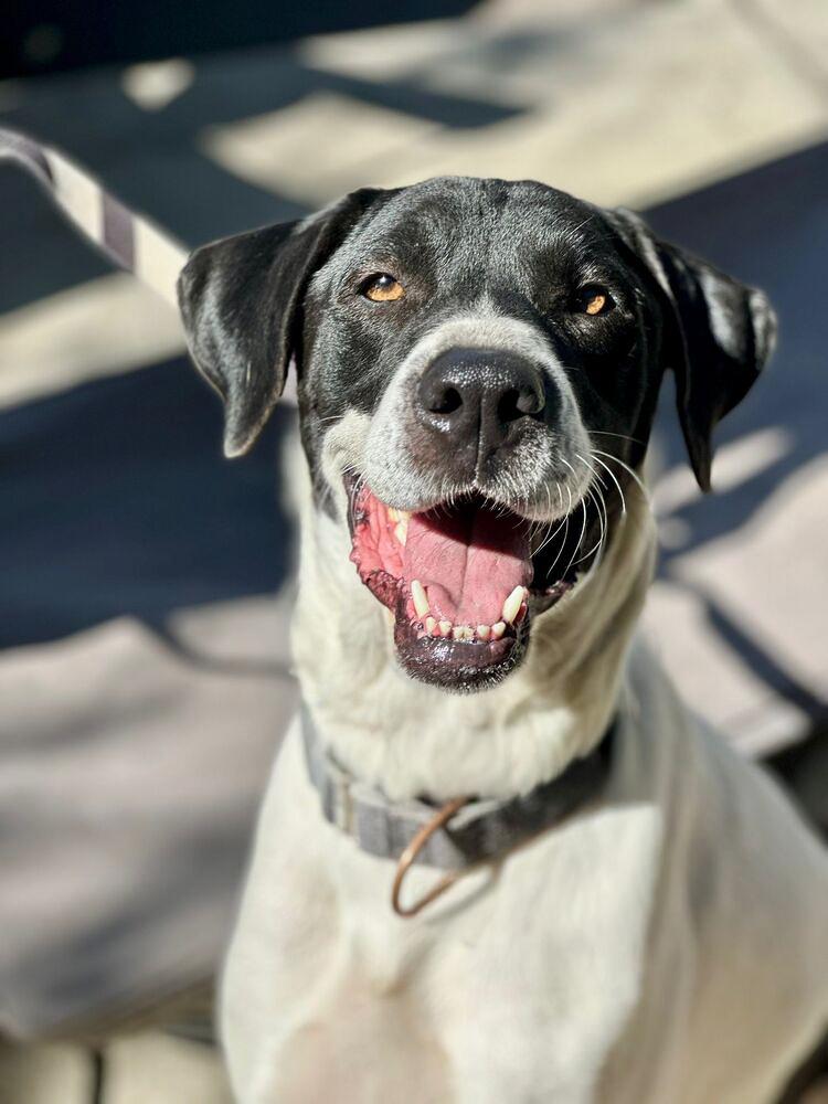 Enlarge Holstein, a Adoptable mixed breed in Jamul, CA image 4/4