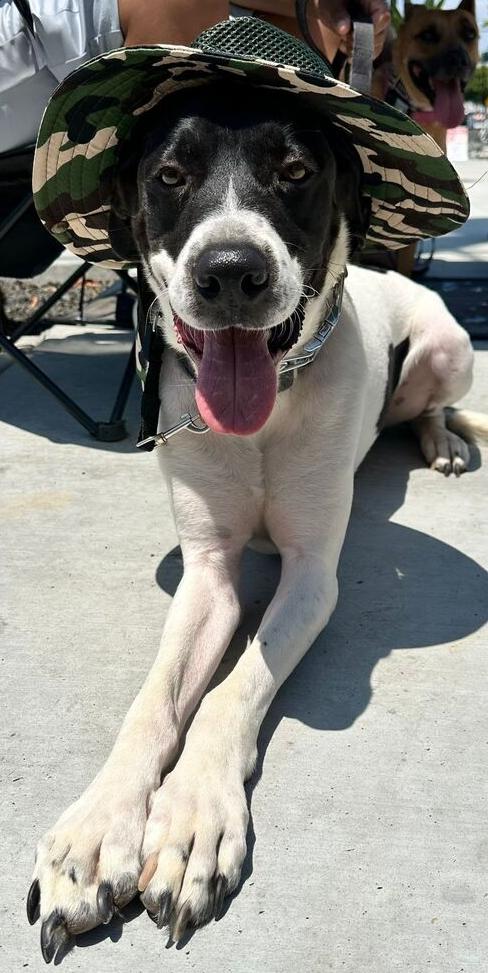 Enlarge Holstein, a Adoptable mixed breed in Jamul, CA image 5/6