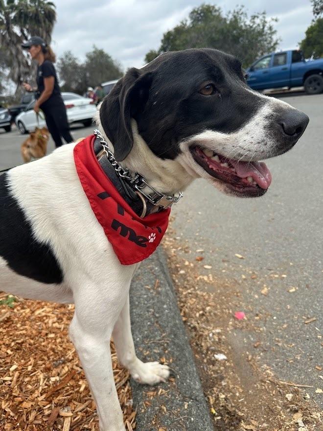 Enlarge Holstein, a Adoptable mixed breed in Jamul, CA image 6/6