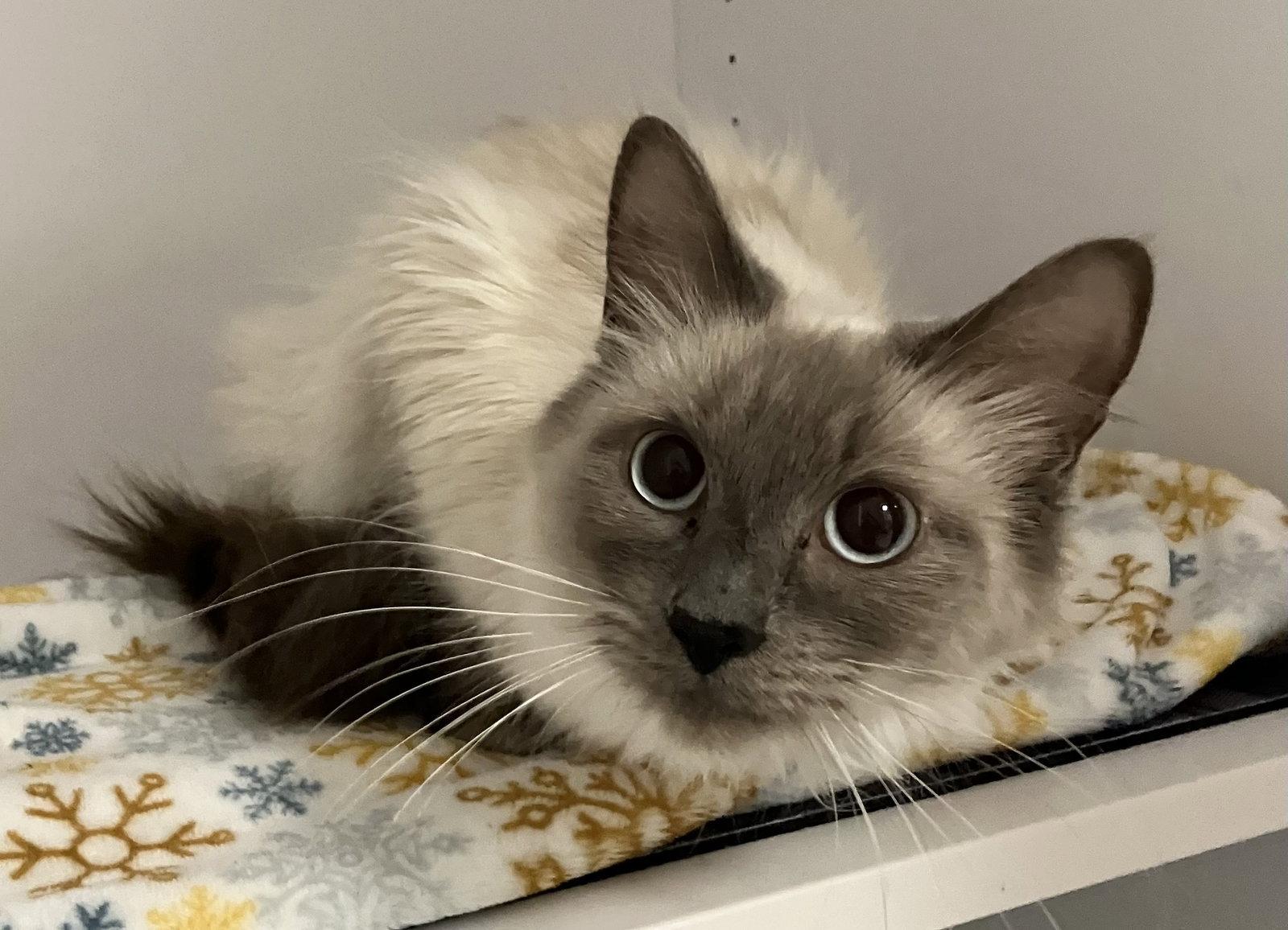 Momma Mia - KBC, a Adopted mixed breed in Dublin, OH image 1/3
