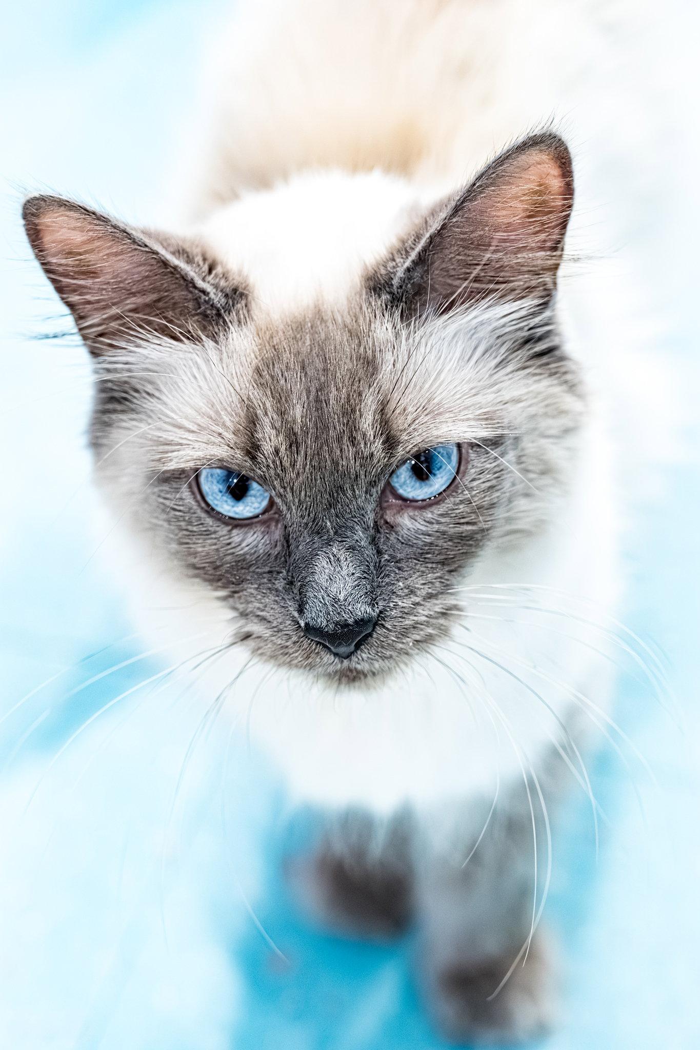 Momma Mia - KBC, a Adopted mixed breed in Dublin, OH image 2/3